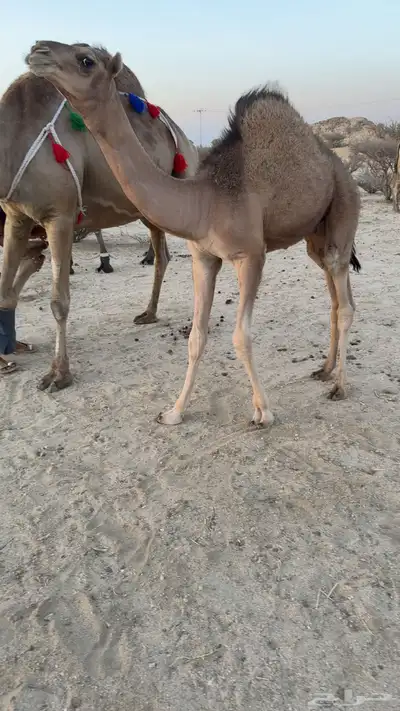 للبيع خلفه ساحليه تحتها قعود كفوو 5