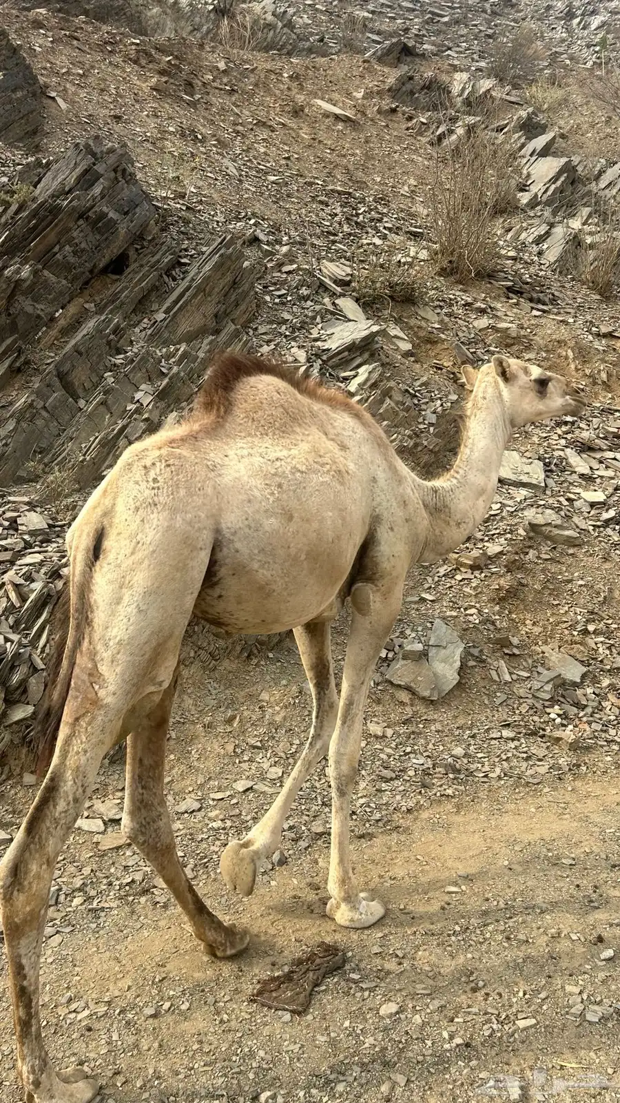 ناقه جنبه في 8شهور. وبنتها 3