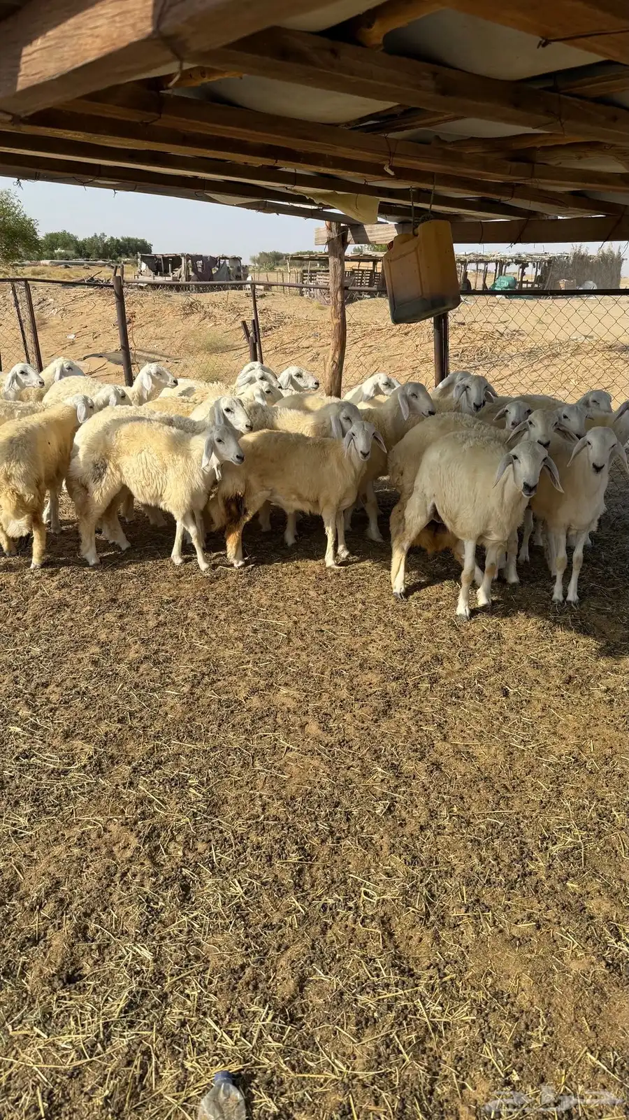 رخال حريات كايفه فرش الطلي العدد 26 0