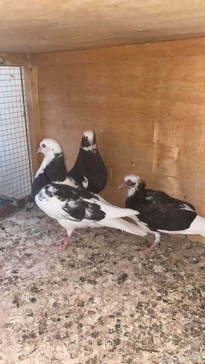 قطايف 4