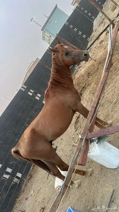 خيل للبيع 5