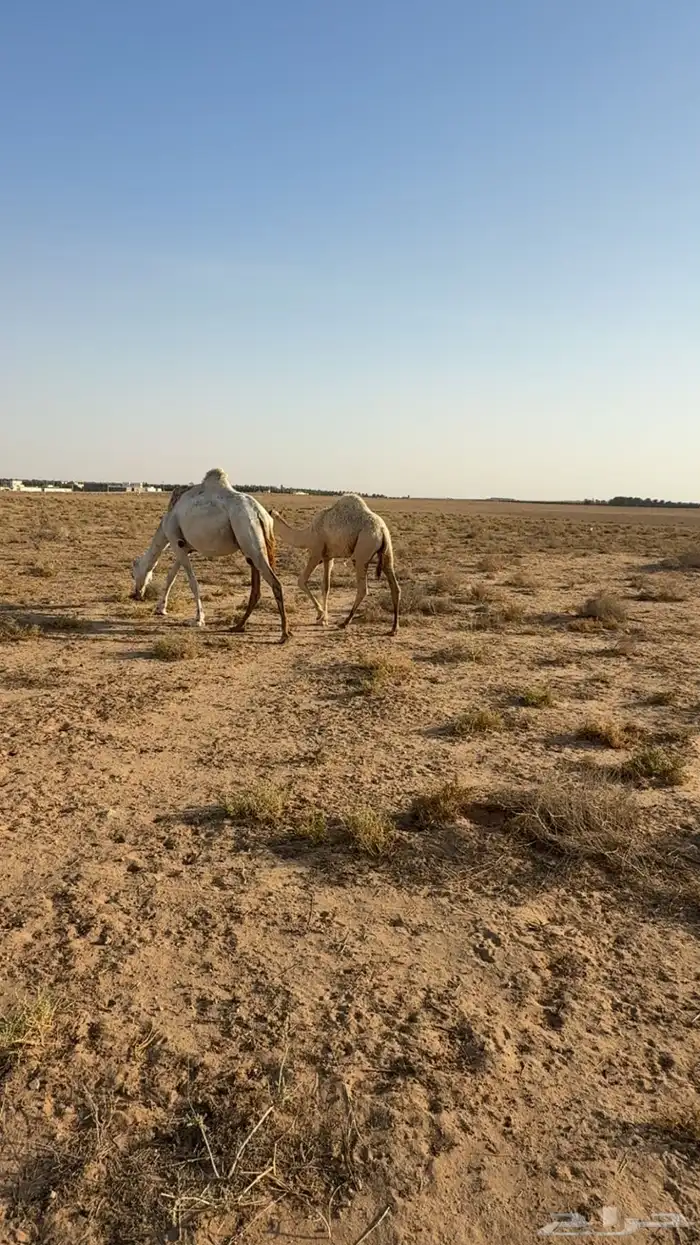 حاشي عمره 7 شهور 1