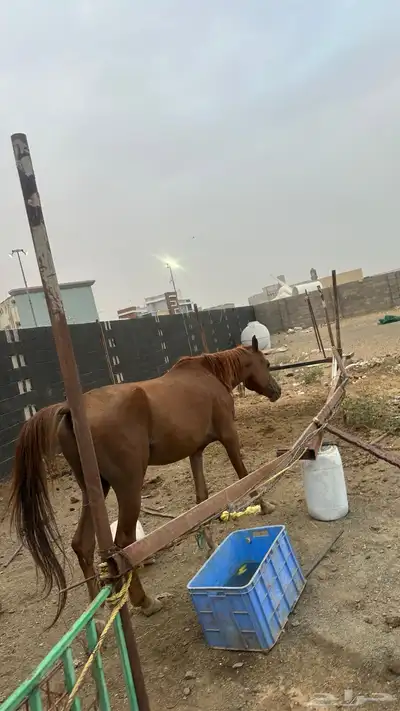 خيل للبيع 7