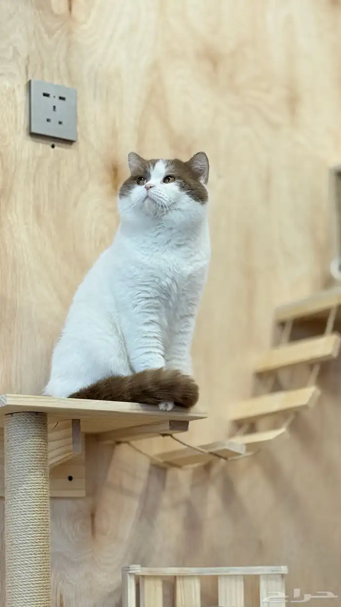 فرانسو في The 4 Paws فندقة تزاوج يتوفر دفع تمارا 5