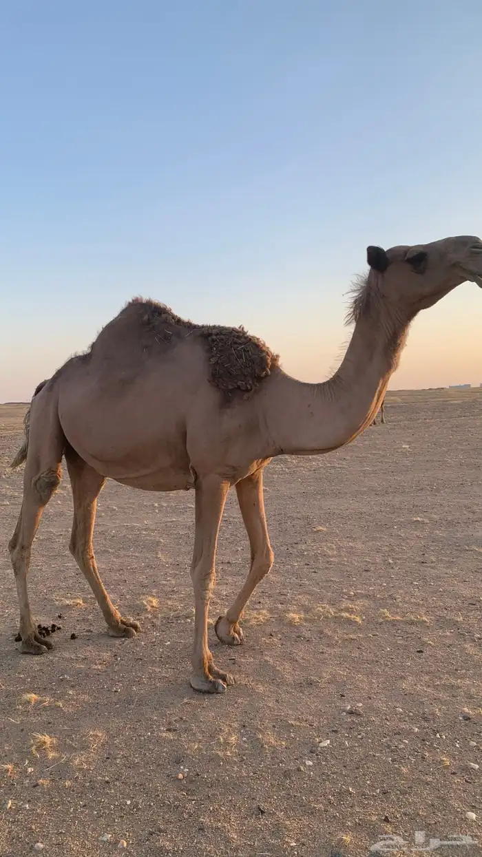 ضريبه شعلا 1