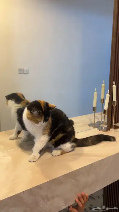 قطط للتبني 3