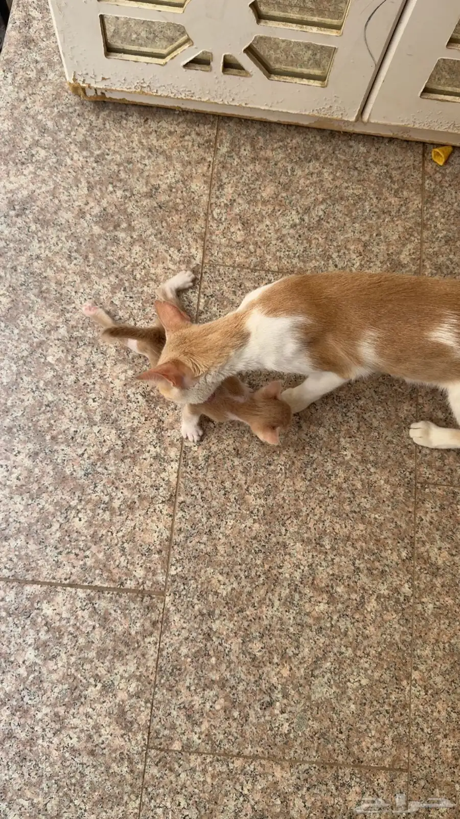 قطه لتبني معاها اثنين اصغار حالتهم سليمه 2