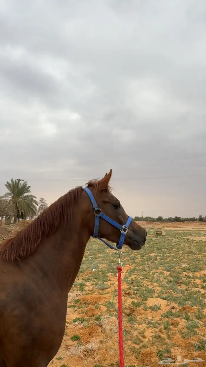 فرس عربية 1