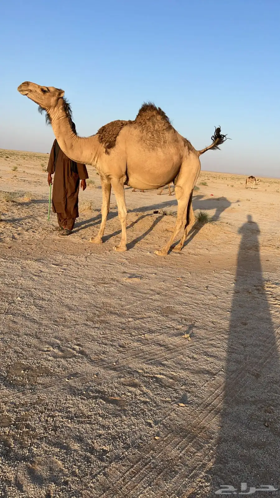 لقحات index