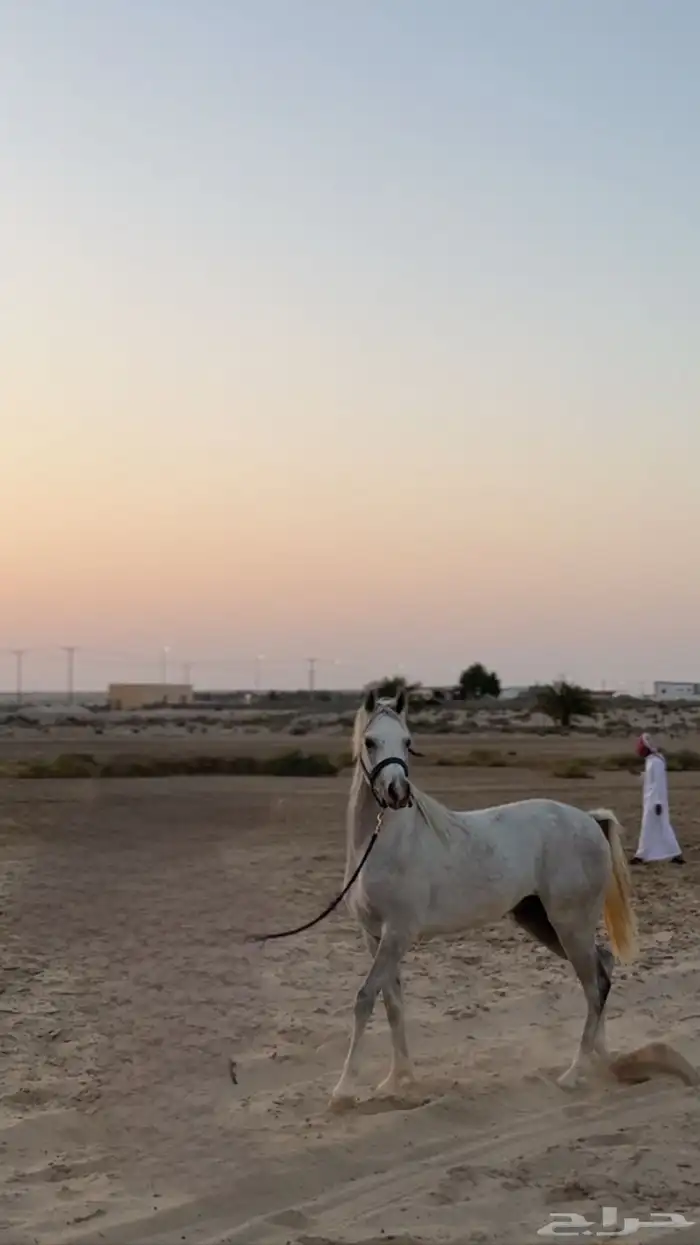 حصان عربي واهو للبيع العمر سنتين باقي مقاطعه خاص 0