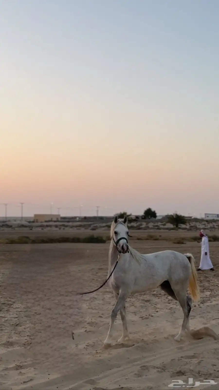 حصان عربي واهو للبيع العمر سنتين باقي مقاطعه خاص 0