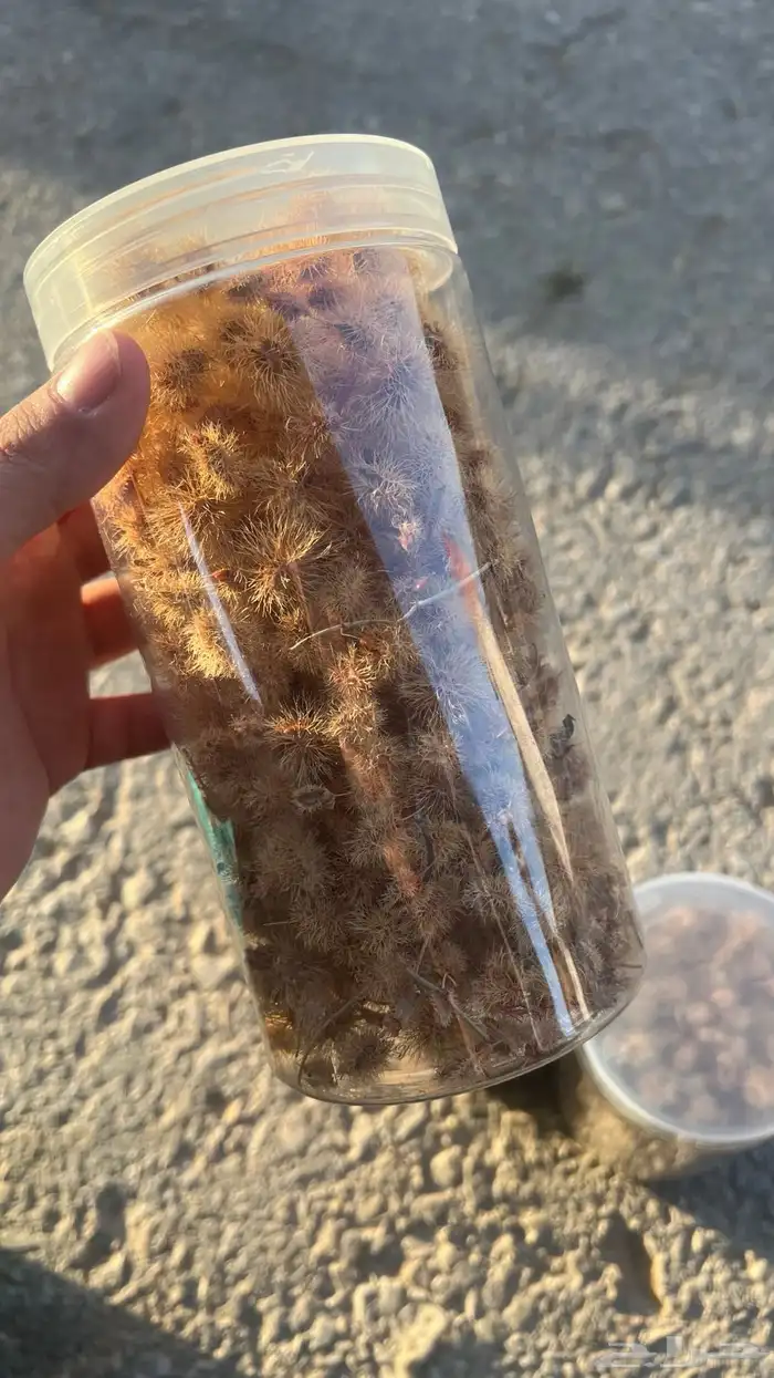 بذور أرطى 0