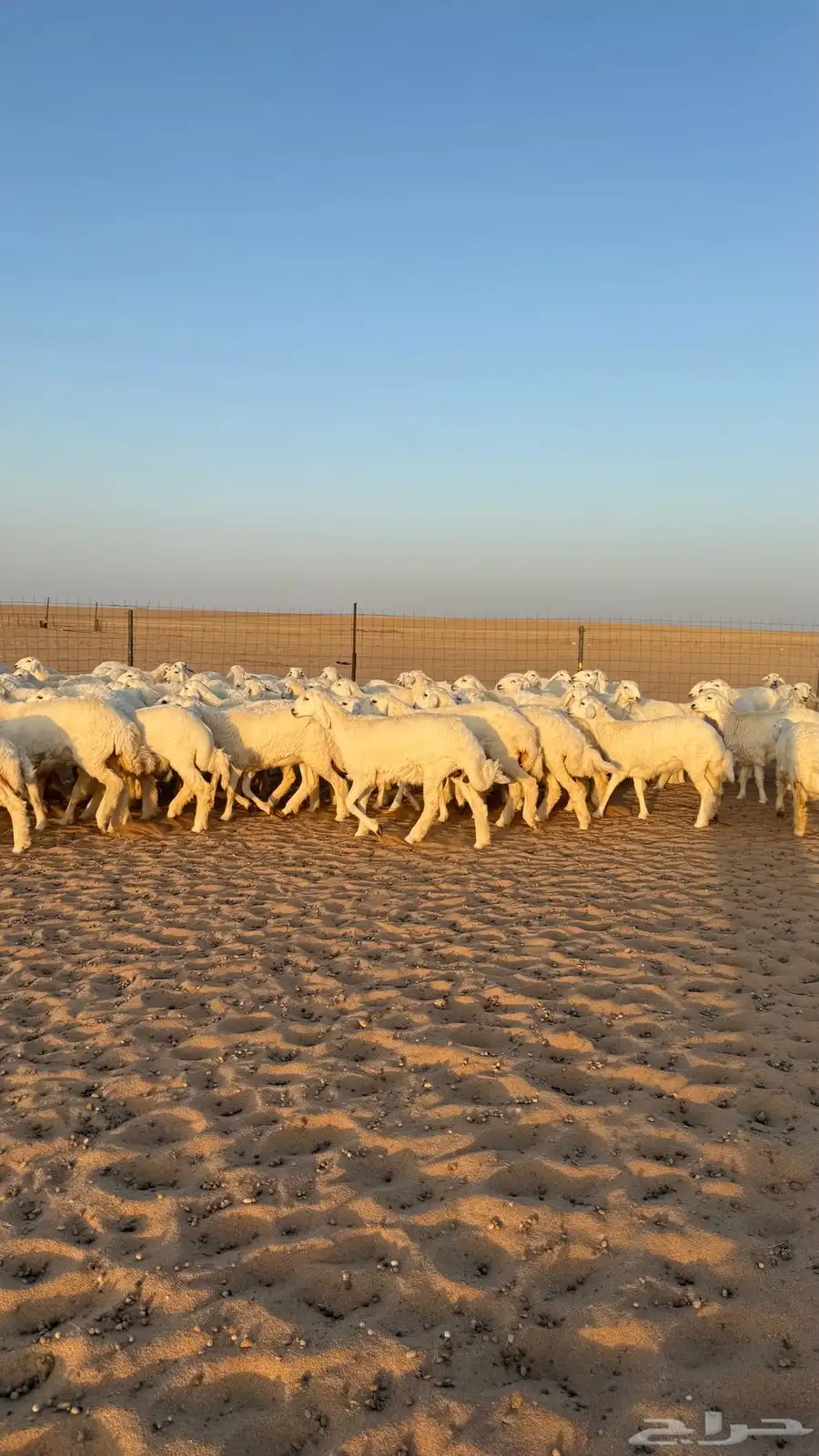 رخال جذعات حريات منوة الموؤسس حرش وهاوي الزين 8