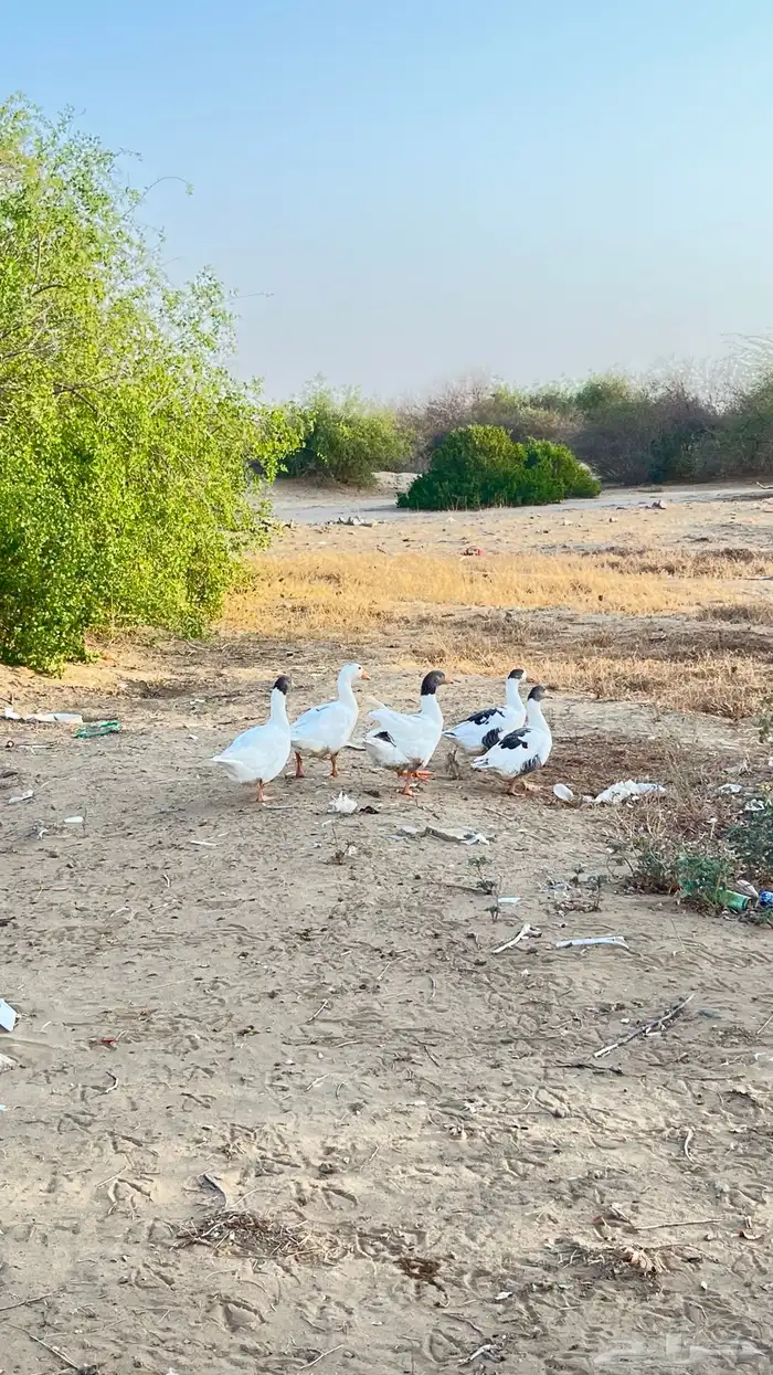وز للبيع شرط العدد 4وذكر 0