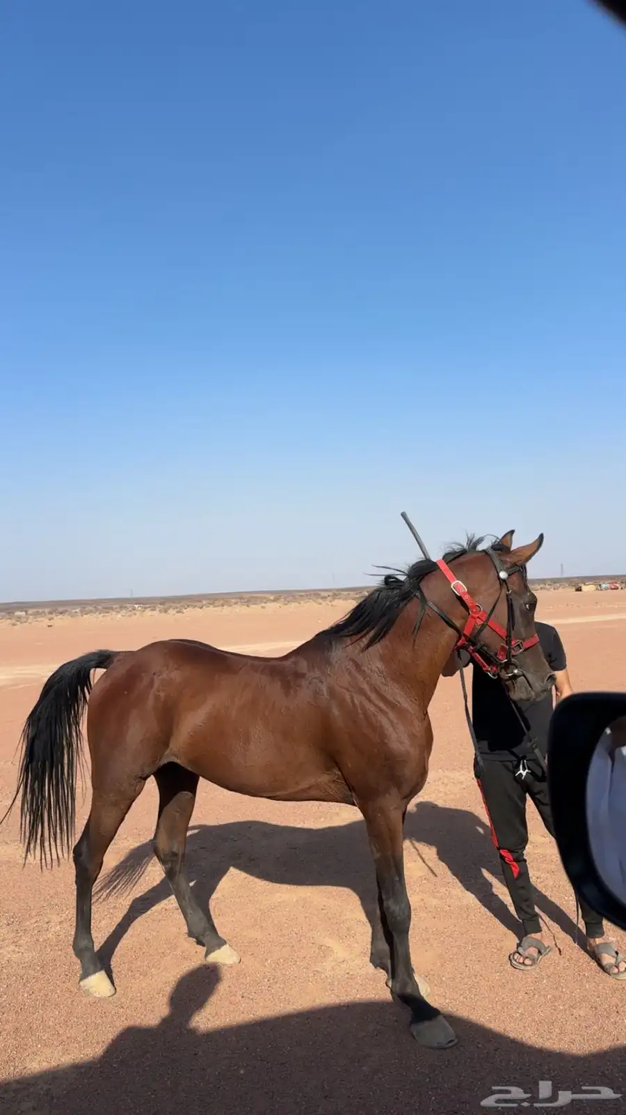 حصان واهو 1