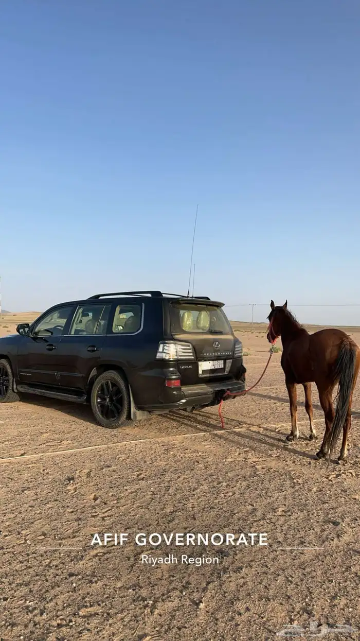 خيل 0