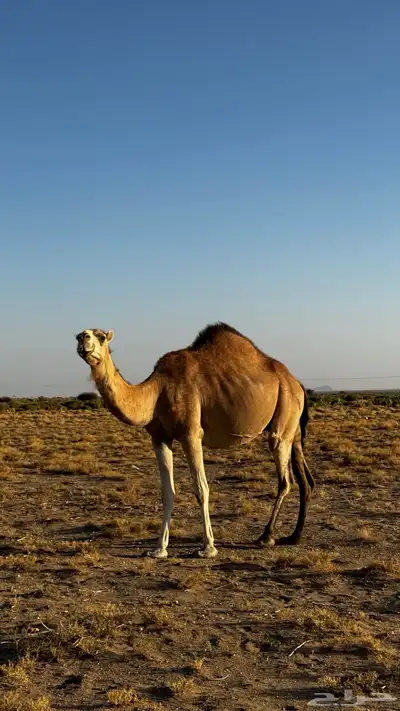 ناقه لقحه كفو 0