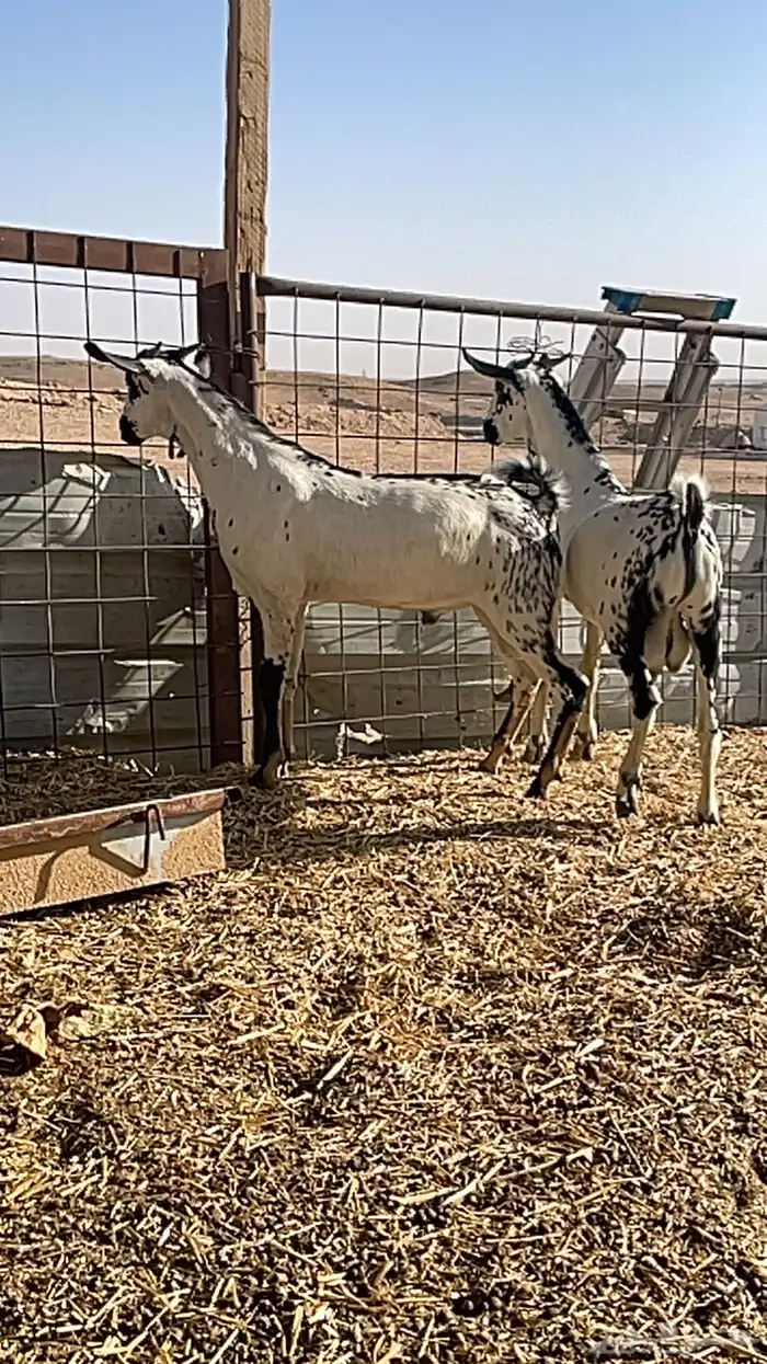 مشاريع فحول بيشيات 12