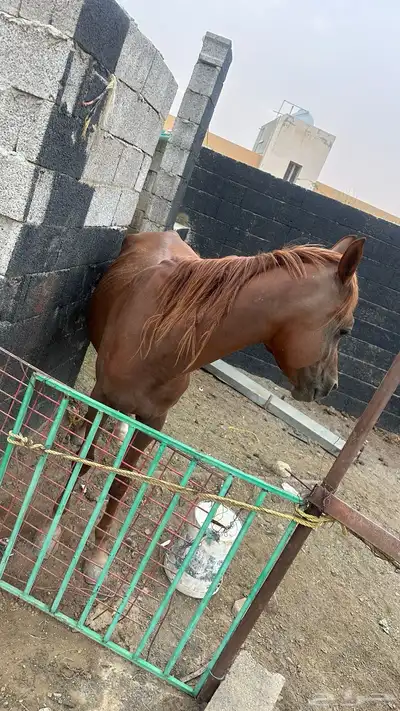 خيل للبيع 9