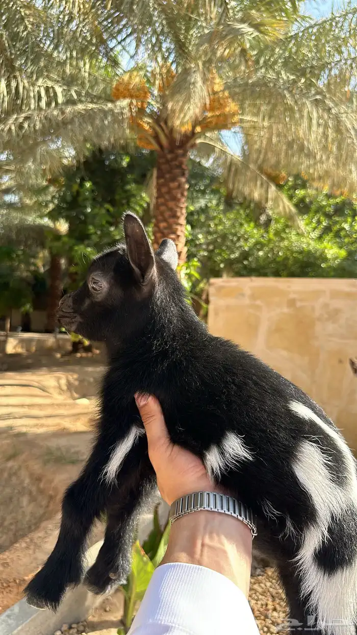 عنز قزميه 2