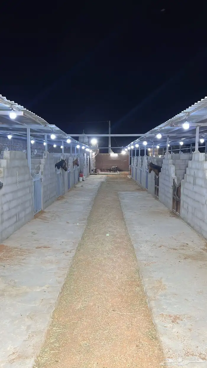 اسطبل للتقبيل 3