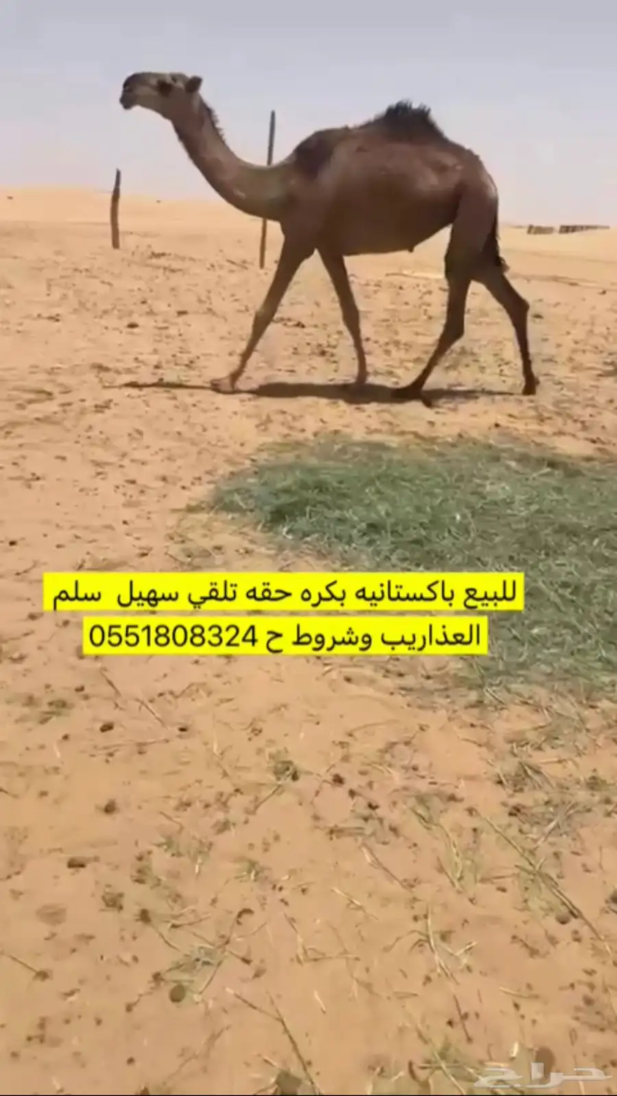 بكره باكستاني 0