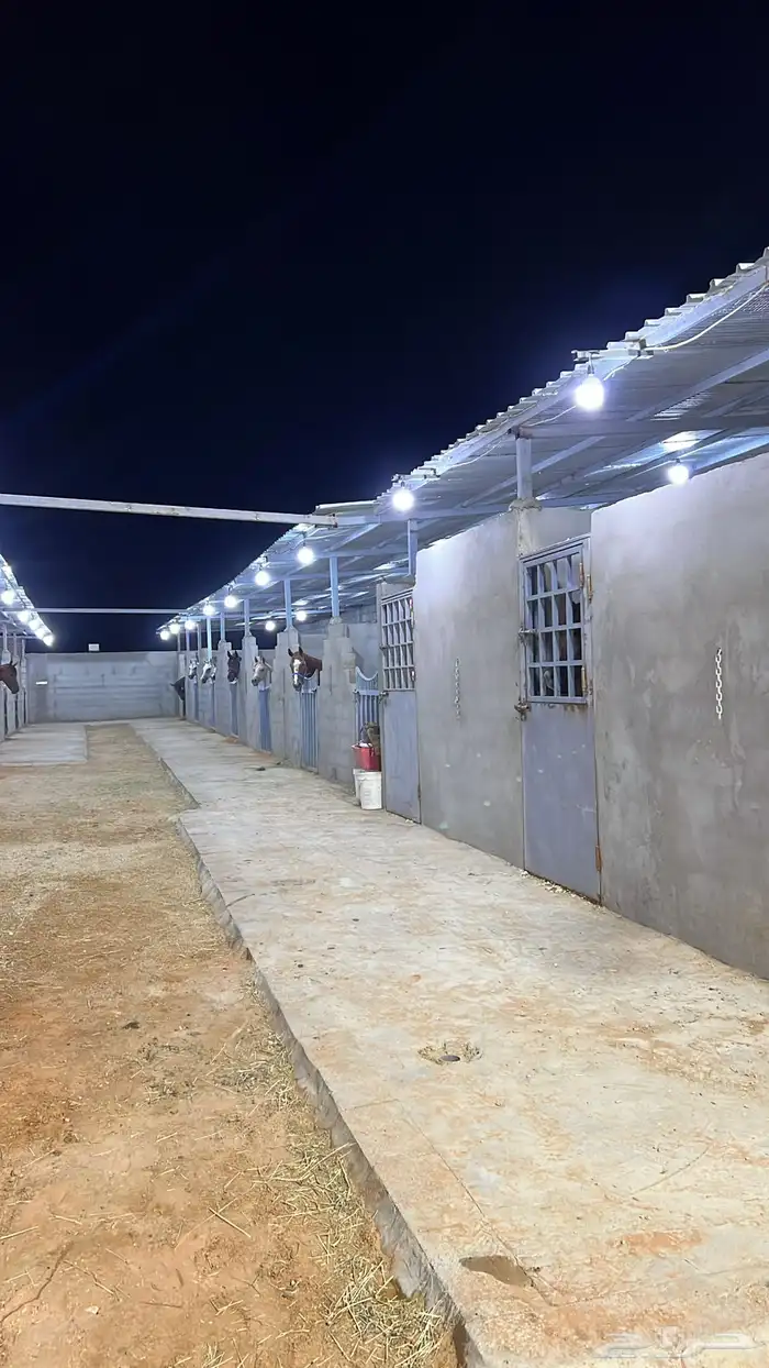 اسطبل للتقبيل 4