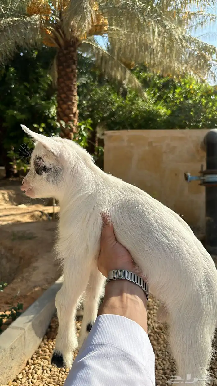 عنز قزميه 1