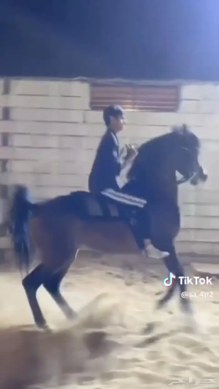 حصان مكس جمال 0