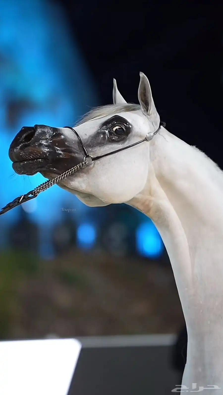 يوجد عسف خيل و لتعديل الطباع الخيل و علاج الحساسية وتسمين 0