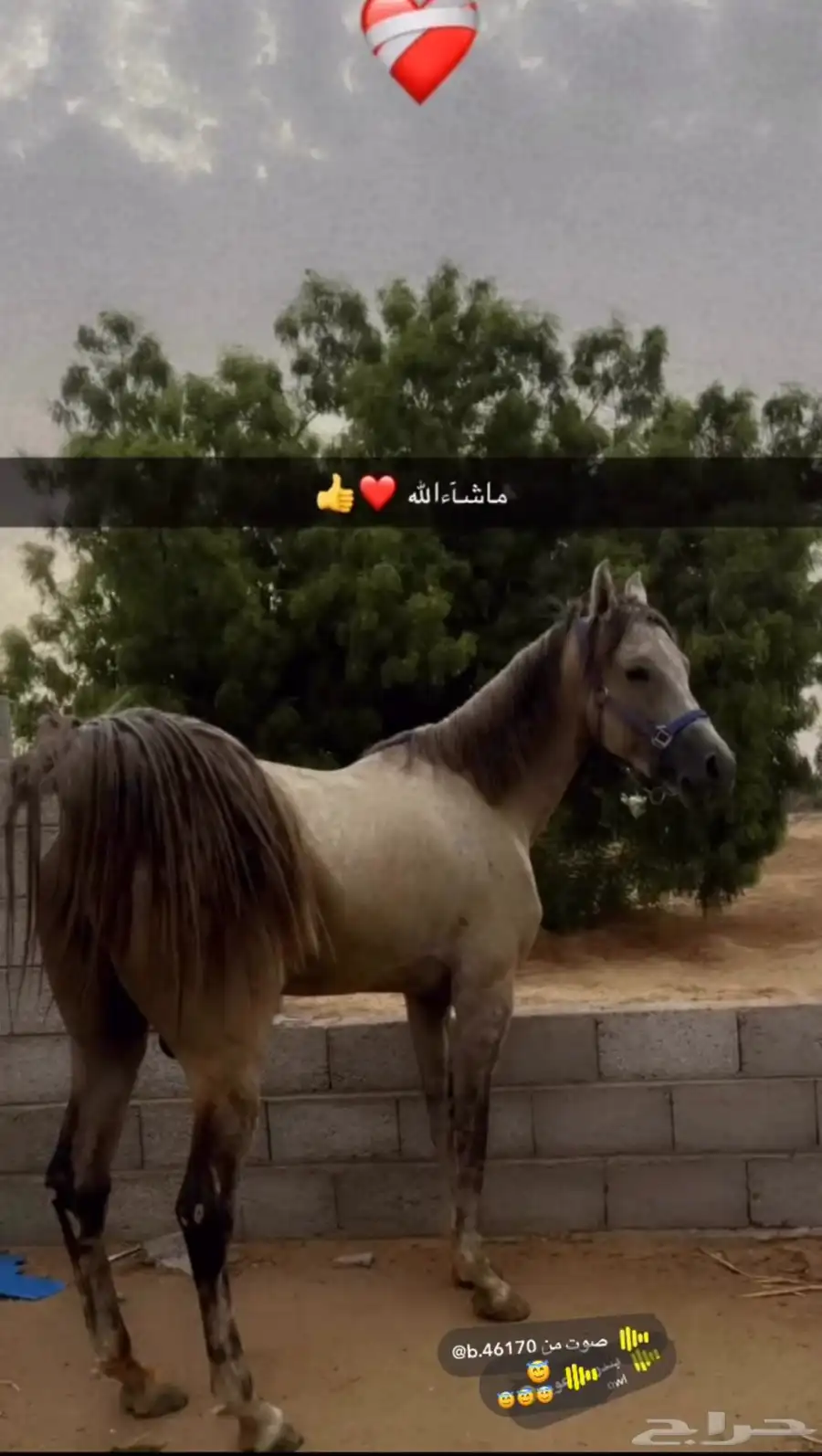 خيل كفو ماشاءالله عليه وسليم شرط وسباق وهيبه 0
