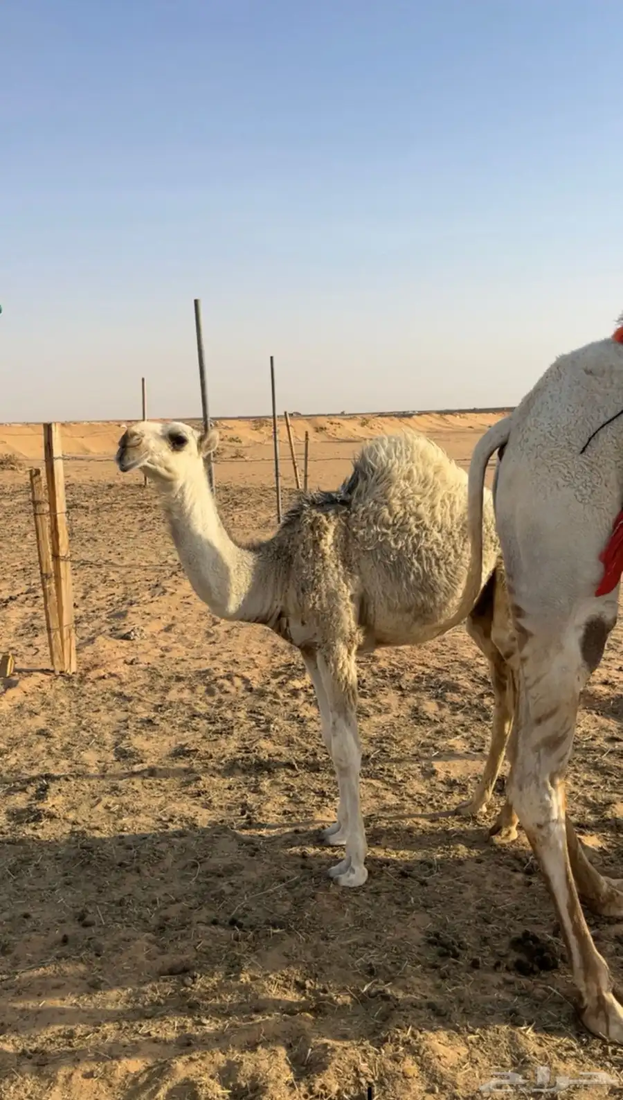 قعود على بعير الرومي الدوعاني 0