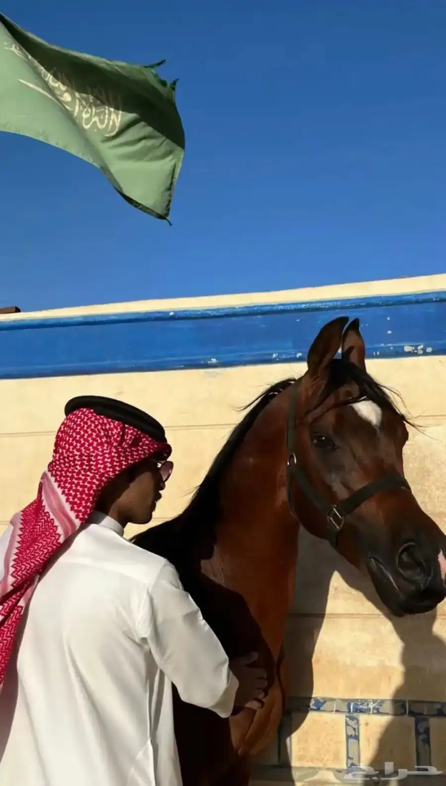 احصان ورق فحل رعد الشمال. له انتج. index