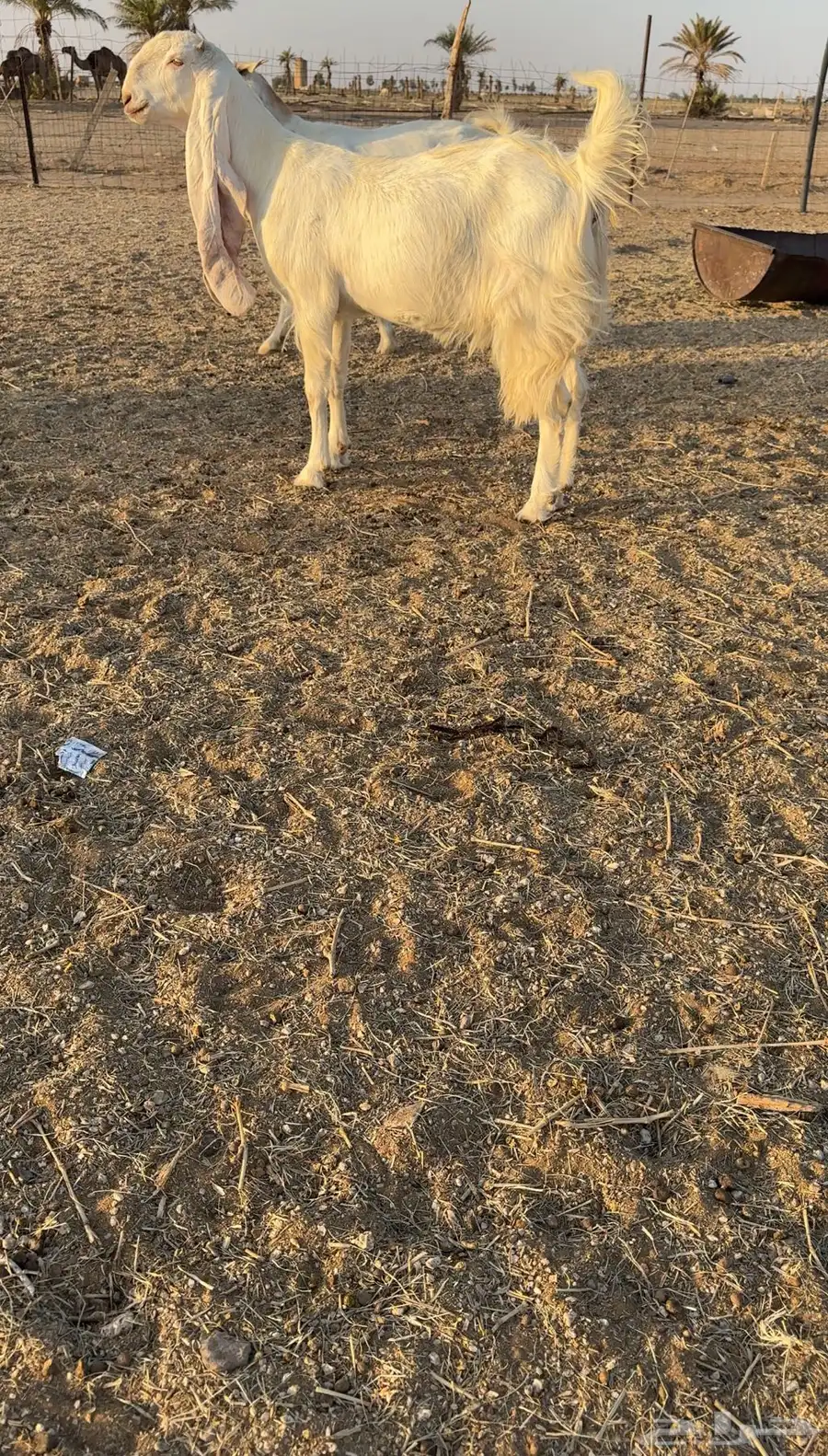 للبيع جفره مطور خصم الخصم دافع 0