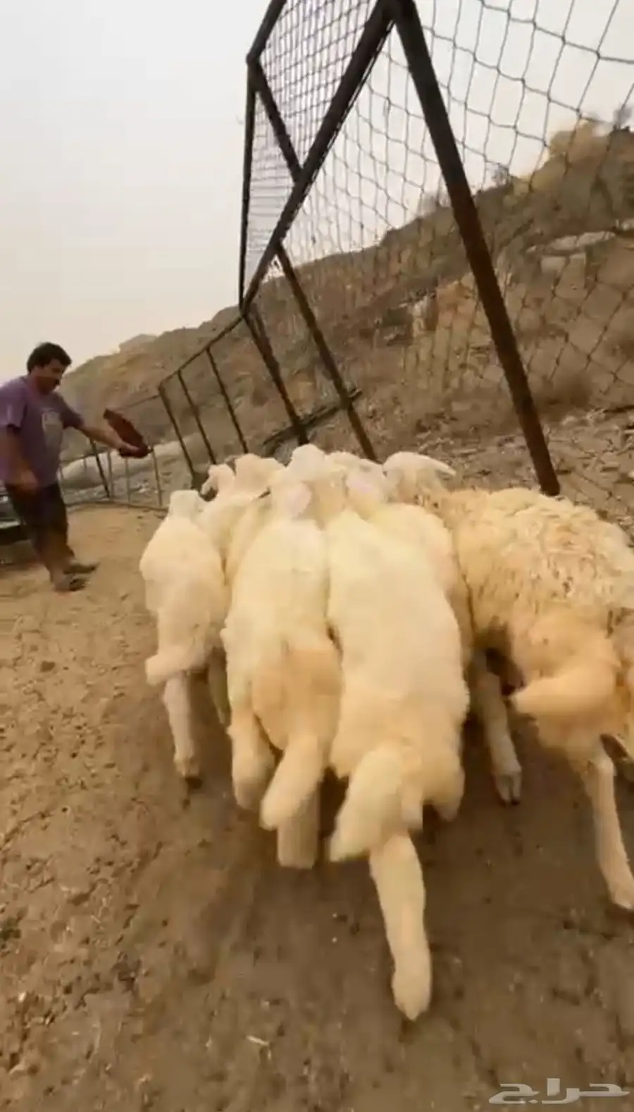 12 طليان سمان ونظاف تبارك الرحمن 0