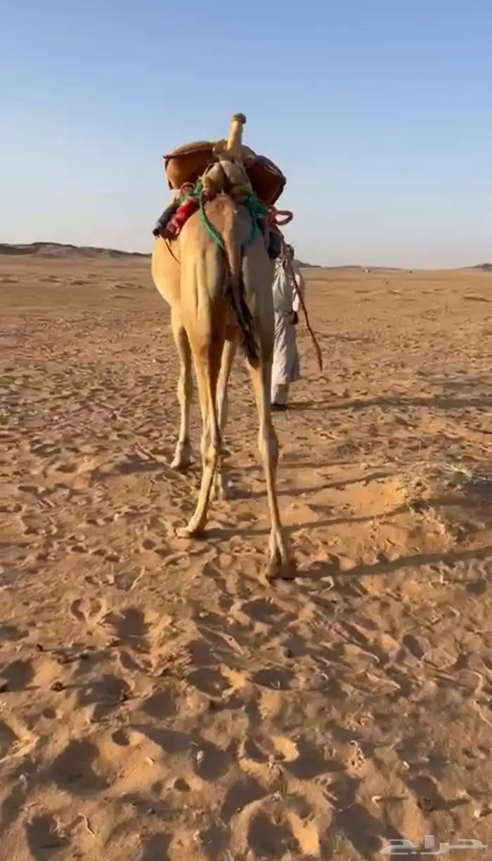 شمال عفيف قعود ركبي مدرب للبيع سنه يدخل جذع 1