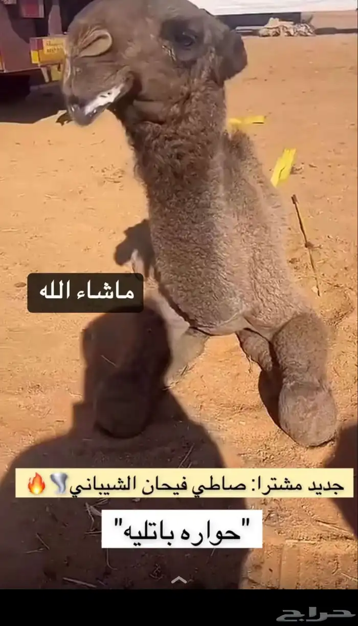 مطلوب ذود للبيع 0