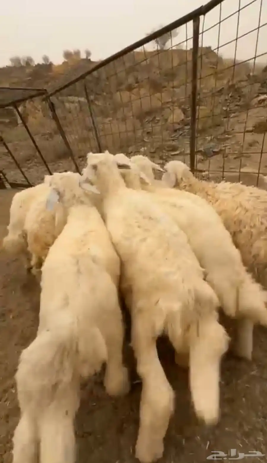 12 طليان سمان ونظاف تبارك الرحمن 5