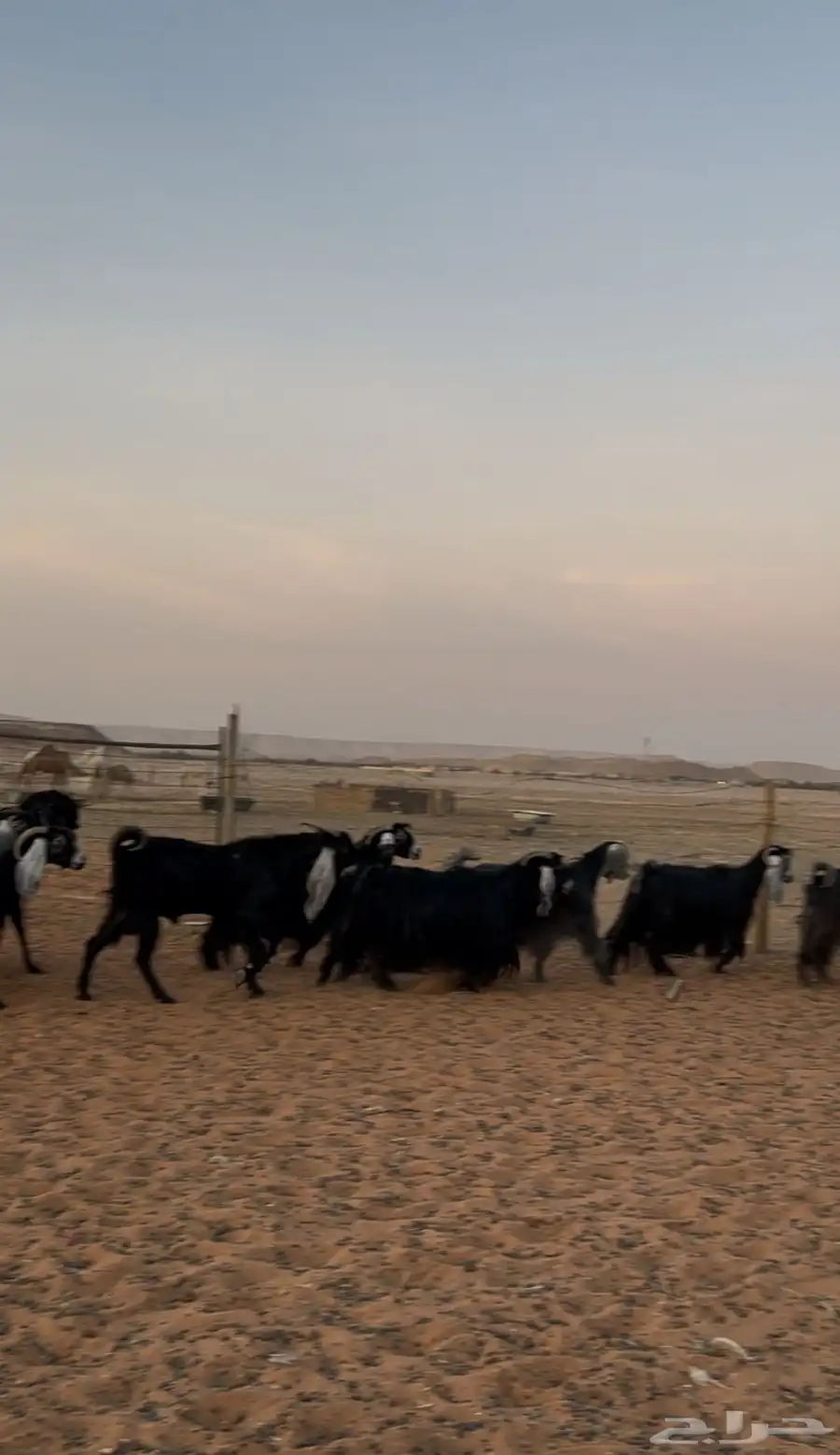 معزاء عوارض مراح بفحلها جذع 0