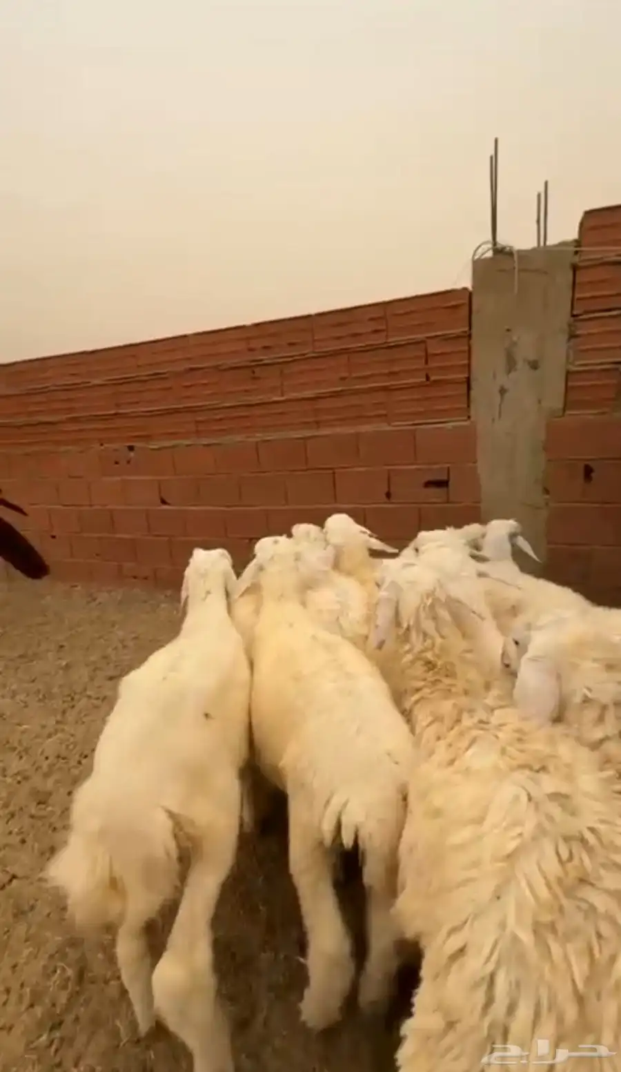 12 طليان سمان ونظاف تبارك الرحمن 6