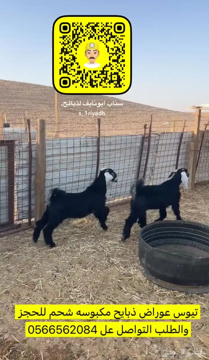 ذبايح ذبيحه نعيم هرفي جبر نعيمي وسط عقيقه تيوس حريات لبانيه 8