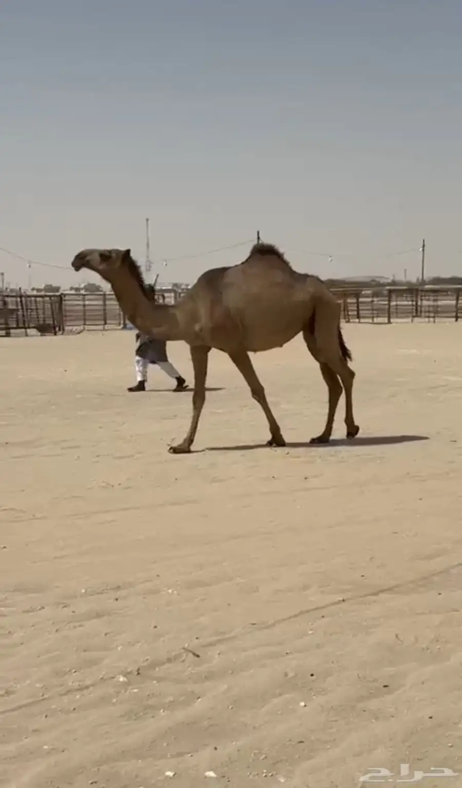 ناقة صفرا كفو ثنيه شرق الرياض 1