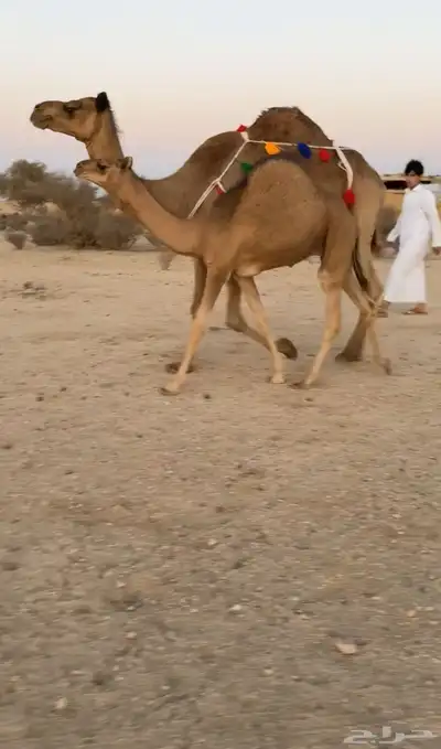 للبيع خلفه ساحليه تحتها قعود كفوو 2