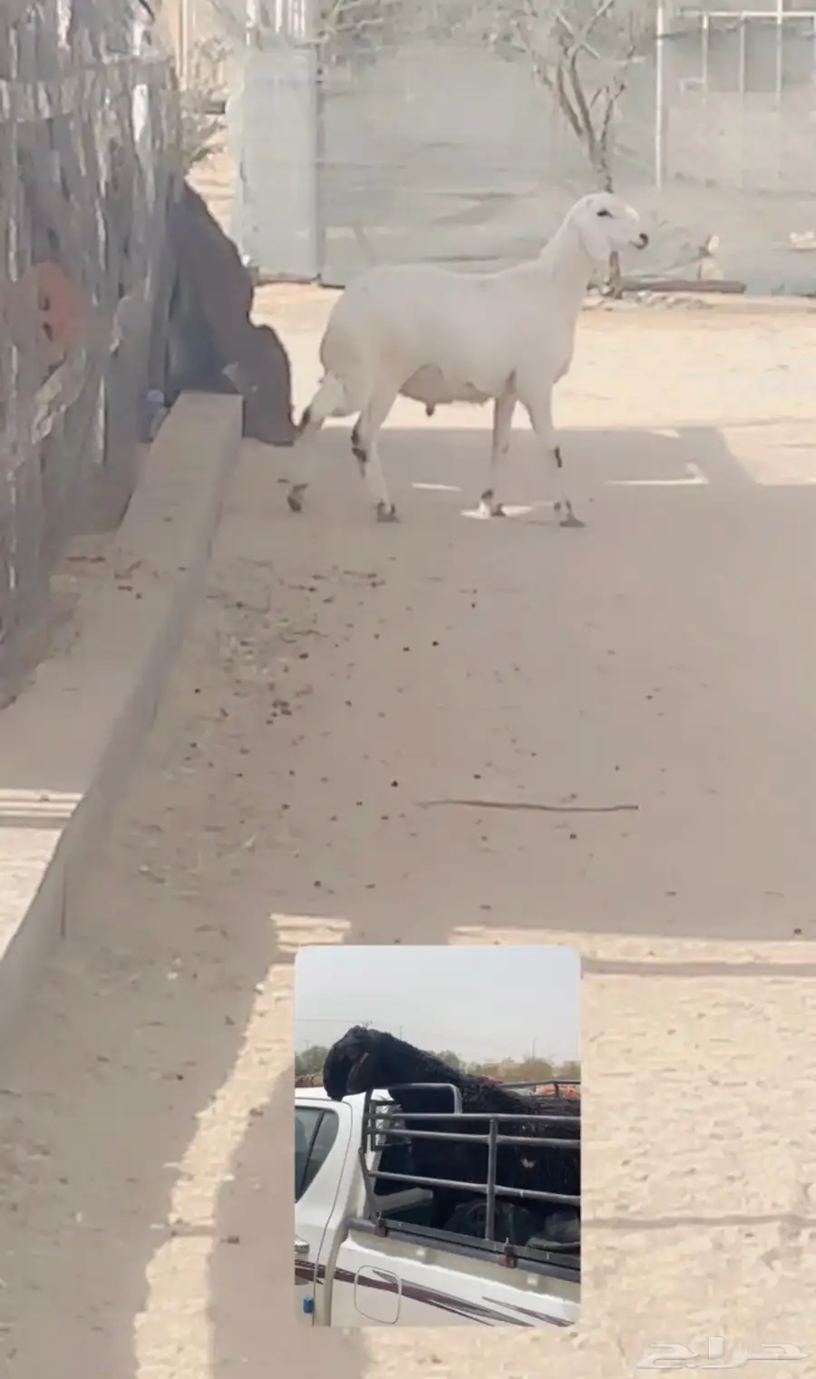 خروف فحل ثني طالع ربعه مشروط وانتاجه معه مايركب الا احد يكش 3