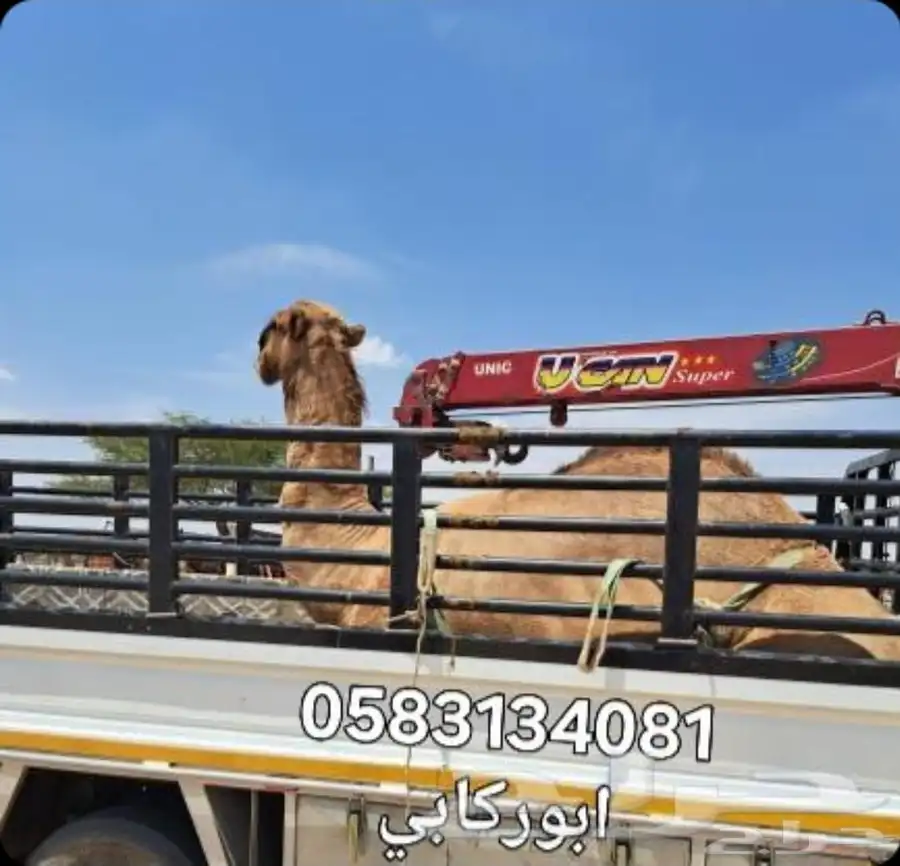 ابل نقل دنا كرين ونش لنقل الابل جميع المشاوير داخل وخارج index
