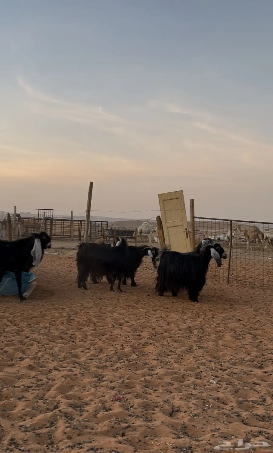 معزاء عوارض مراح بفحلها جذع 2