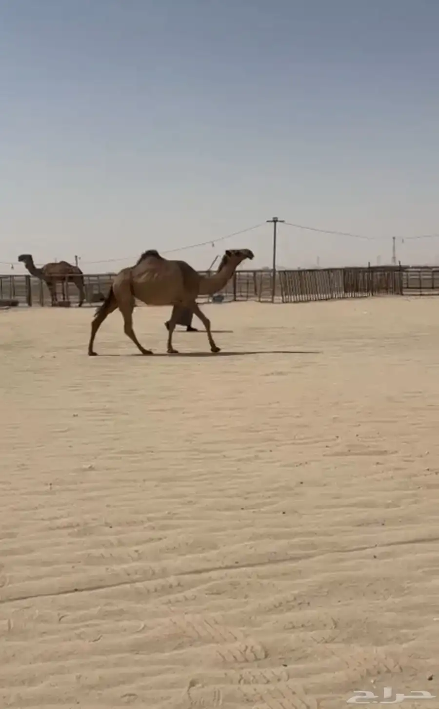 ناقة صفرا كفو ثنيه شرق الرياض 0