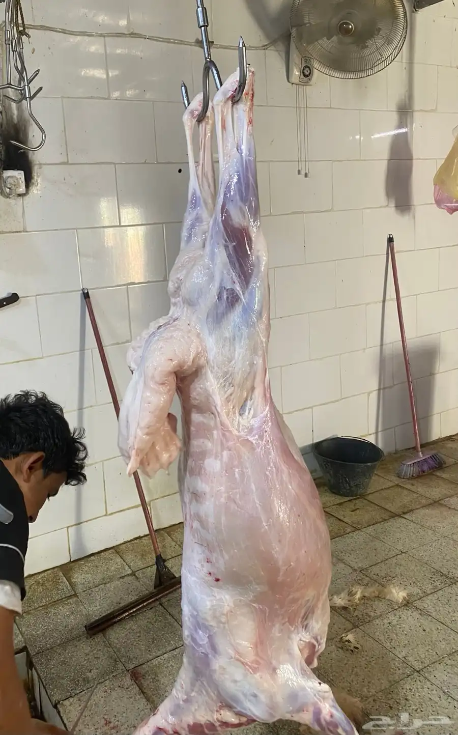 ذبايح طليان حري يتوفر ذبح وتوصيل 4