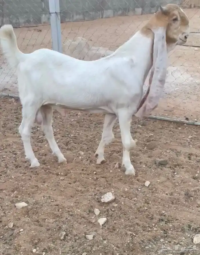 تيس هولندي فحل مطور 1