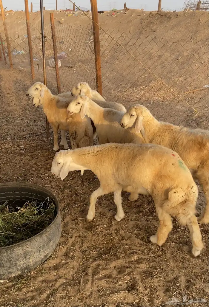 ذبايح طليان حري يتوفر ذبح وتوصيل 2